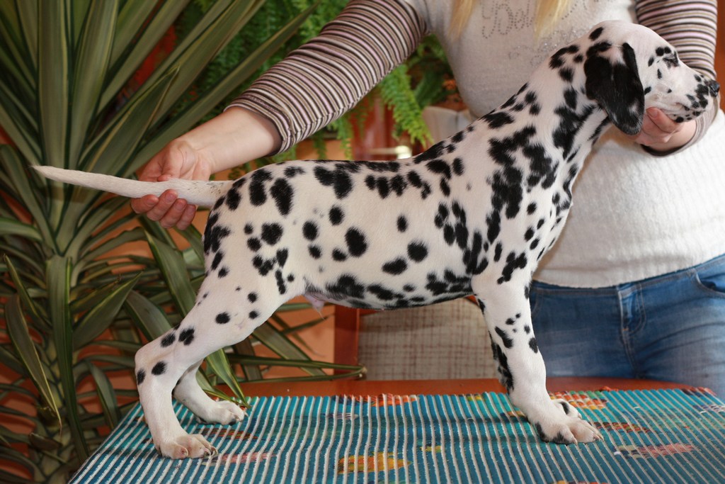 Spotted Angels Dalmata Kennel dalmata tenyésztés eladó dalmata kölyök